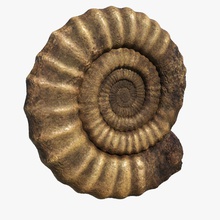 ammonite fossil 3d animal art dactylioceras dinosaurs gerzi jurassic mineral model mollusc prehistoric sea shell 3d print model - Mito3D