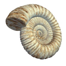 ammonitefossil v1 ammonite fossile les artefacts imprimable lowpoly 3d print model - Mito3D
