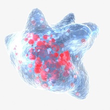amoeba proteus Amöbe Tier equinox falsch Fuß Süßwasser Grafik Wirbellosen Licht die medizinische Schliffbild Modell Natur Protozoen pseudopod Wissenschaft 3d print model - Mito3D