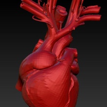 anatomical heart anatomy aorta arteries atrium cardiovascular chamber circulatory closed human lucky hunter 2008 medical mitral model open science section system tricuspid valve 3d print model - Mito3D