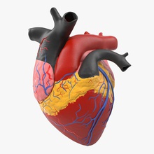 anatomie médicale du cœur en plastique de modèle 3d molier anatomique l'anatomie les artères sang l'éducation la santé battement coeur l'homme international médicaux le fonctionnement organes science étude chirurgie ventricule 3d print model - Mito3D