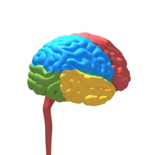 anatomi insan beyin sinir 3d 3dformat vücut celebra cerebrum karakter baş iç iliği model pericranium bilim skeletion sistem 3d print model - Mito3D