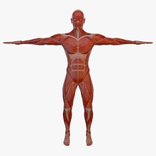 anatomy male muscle body rigged arnold character full guys head human legs lower man maya medical model mtoa muscular pino4et poly rig science skeleton system torso vray 3d print model - Mito3D