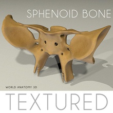 anatomi sfenoid kemik anatomik vücut bupmap karakter baş insan jaws erkek tıbbi tıp model normalmap iskelet kafatası sistem unjosnav worldanatomy 3d print model - Mito3D