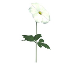 anemone flower v1 white plants wildlife printable lowpoly 3d print model - Mito3D