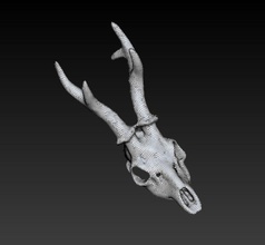 animal skull architecture bone deer detail elements head lucky hunter 2008 model photo skeleton stag 3d print model - Mito3D