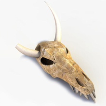 animais de crânio 3d 3ds anatomia osso doméstica farm a cabeça mamífero modelo onívoro pit3dd esqueleto vray selvagem 3d print model - Mito3D