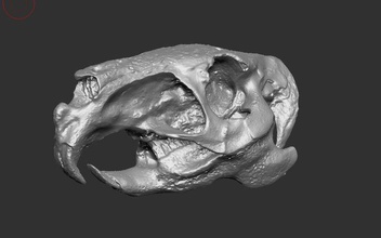 animais de crânio 3d barato mamífero médica modelo ciência esqueleto vanuatuian 3d print model - Mito3D