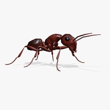 animasyonlu karınca 3d hayvan animasyon motor fauna ateş oyun böcekler daha düşük model pest gerçekci poly gerçekçi res rig Kur küçük birim birlik gerçekdışı video yarmade 3d print model - Mito3D