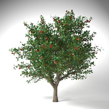 apple tree 55 mrter malus domestica 5 branch bushes decorforest design flower fruit garden grass green landscape landscapind lanfir111 leaf model plant ray shrubs trunk v 3d print model - Mito3D