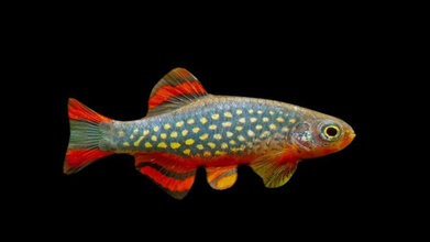 pesci d'acquario 3 3d abdallahkan animale l'acquario colore pesce più in basso modello poli 3d print model - Mito3D