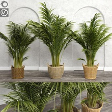 areca palmeiras cesta corona dypsis exótico jardim a casa planta de interior ilha paisagem macrox modelo palm pátio plantadeira vime terraço árvore tropical vegetação 3d print model - Mito3D