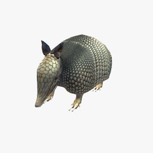 tatou v1 animaux imprimable lowpoly 3d print model - Mito3D