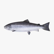 der atlantische Lachs Tier Atlantik Fisch Essen Modell piranha Thunfisch zenvn 3d print model - Mito3D