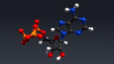 atp Struktur activepoly Adenosin Chemische Chemie Coenzym Verbindung Energie isolieren die medizinische Modell molekulare Molekül protein q10 Wissenschaft transport 3d print model - Mito3D