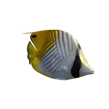 auriga butterflyfish v1 Tiere bedruckbar ist lowpoly 3d print model - Mito3D