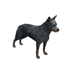 australian cattle dog v1 australiano o gado cão animais printable lowpoly 3d print model - Mito3D