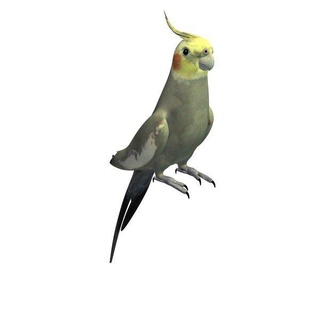 australien cockatiel v2 Masculin animaux imprimable lowpoly 3d print model - Mito3D