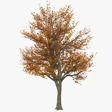 otoño árbol amarillo rojo follaje de hoja caduca grande amplio ancha color campo muertos detalle seco el bosque jardín la litarvan arce modelo naturaleza roble edad aparcamiento planta props realista vray madera 3d print model - Mito3D