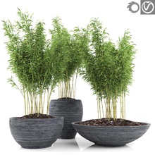 bamboo plants 2 fargesia murielae bambi cane collection exotic grass indoor interior macrox model muriel ocean outdoor pack pebble plant soil stem stone tree tropical wood 3d print model - Mito3D