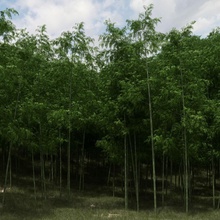 Bambus-Bäume streuen Bambus Rinde china außen Wald grün Landschaft Blatt Modell pflanze - Streuung klein Dampf Baum zagg3d 3d print model - Mito3D