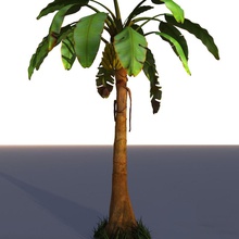 banana tree palm Banane Wüste Essen Obst Modell pflanze Baum vlado q 3d print model - Mito3D