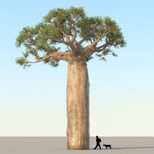 baobab tree 01 3dsmax adansonia african botany digitata model pachycaul plant tora tora2097 vegetation vray 3d print model - Mito3D
