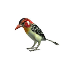 barbet v1 rouge jaune animaux imprimable lowpoly 3d print model - Mito3D