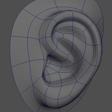 base dell'orecchio l'anatomia audio di corpo carattere orecchio sesso femminile testa umana più in basso maschio uomo poli donna yansan 3d print model - Mito3D