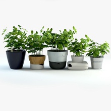 basil accesories decor food freakaz herb interior model photoreal plant pot small spice 3d print model - Mito3D