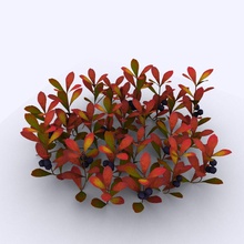 uva ursina artico autunno ambienti caduta fogliame karynatrychyk paesaggio foglia modello natura la pianta arbusti piccola tundra vegetazione 3d print model - Mito3D
