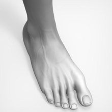 la belleza de los pies anatomía brazo carácter dmitrii femenino dedo pie humanos piernas las extremidades masculino hombre modelo uñas personas fotorrealista prosov realista ciencia mujer zbrush ztools 3d print model - Mito3D