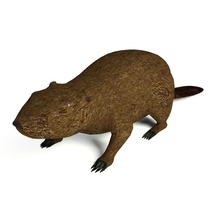 beaver low poly rigged america animal brown canadensis canadian icom lower mammal model nature north productions rig rodent wild wildlife 3d print model - Mito3D
