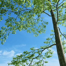 faia fagus sylvatica 4 casca folhosas buk de folha caduca drzewo flora a folhagem floresta jardim jimd paisagem modelo planta realista árvore vegetação 3d print model - Mito3D