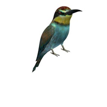 beeeater v1 european animals printable lowpoly 3d print model - Mito3D