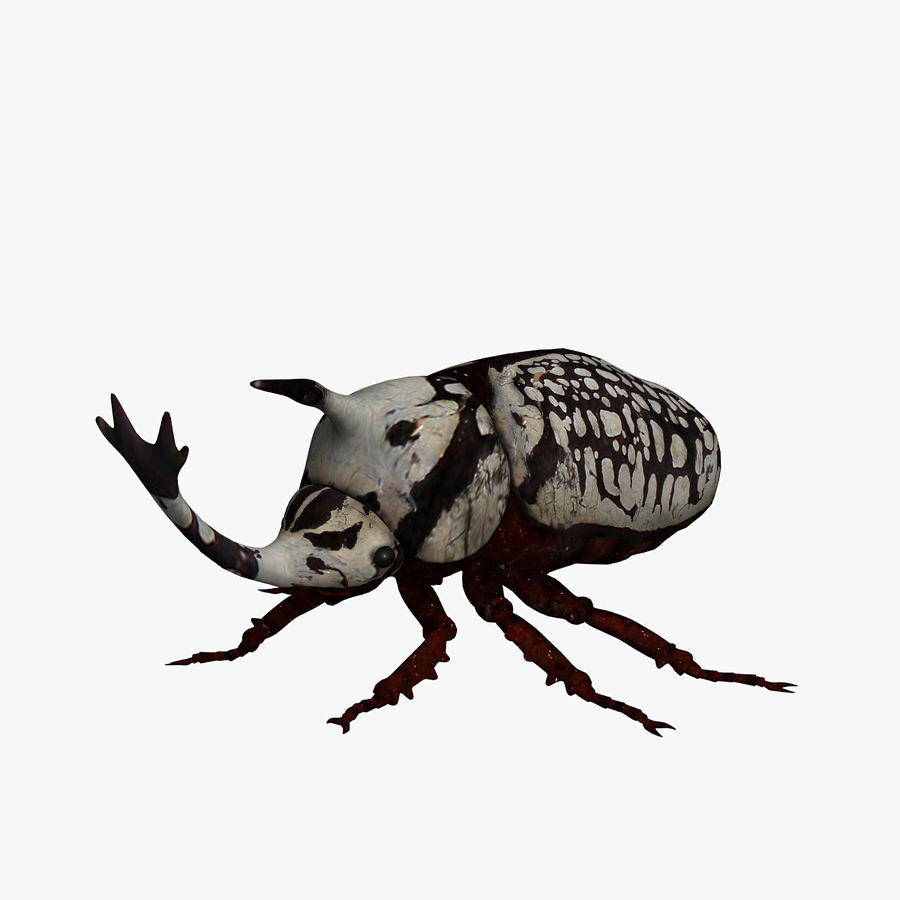 escarabajo 3d errante animal beatle error egipto los insectos de la selva modelo calidad realista el ciervo 3D print model - Mito3D