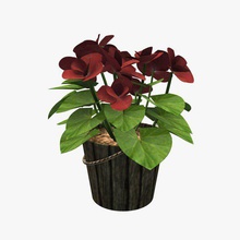 begonia v3 plants wildlife printable lowpoly 3d print model - Mito3D