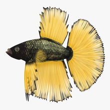 betta fish 3d molier 3ds animal aquarium beautiful beauty color colorful domestic elegant exotic fighting international model nature pets siamese tail tropical vray water yellow 3d print model - Mito3D