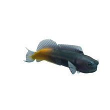 bicolor blenny v2 pesce acquatici vita stampabile lowpoly pesci la acquatica 3d print model - Mito3D
