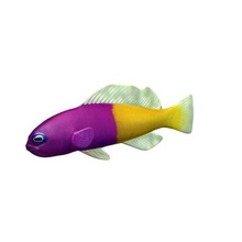 bicolor dottyback v2 pesce acquatici vita stampabile lowpoly pesci la acquatica 3d print model - Mito3D
