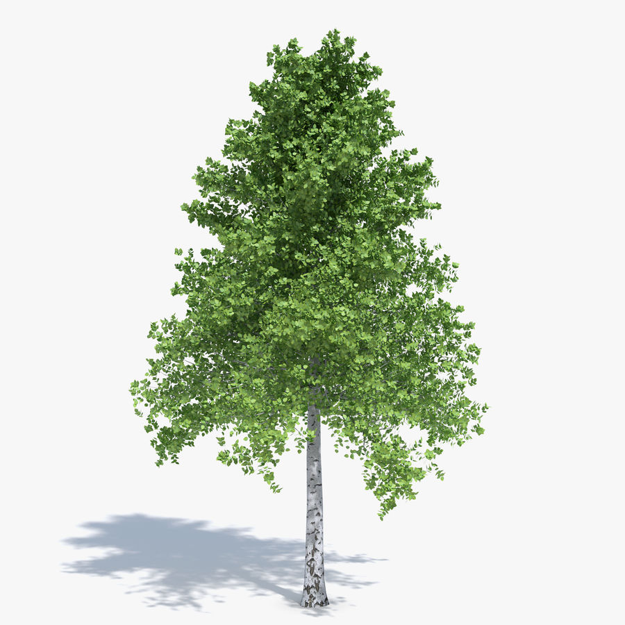 birch tree abramsdesign forest landscape leaf model nature plant realistic small tall vegetation 3D print model - Mito3D