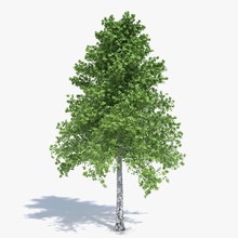 arbre de bouleau abramsdesign la forêt paysage feuille modèle nature l'usine réaliste petite haut d'arbre en végétation 3d print model - Mito3D
