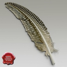 bird feather v3 3d molier 3ds alfa animal c4d featherbird fly lwo max mb model obj realistic texture vray wing xsi 3d print model - Mito3D