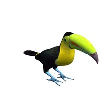 oiseau toucan v3 animaux d'oiseaux imprimable lowpoly 3d print model - Mito3D