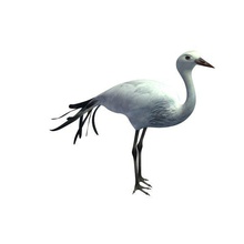 bird v1 african blue crane animals printable lowpoly 3d print model - Mito3D