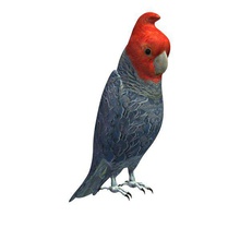 bird v1 australian ganggang cockatoo male animals printable lowpoly 3d print model - Mito3D