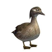 bird v1 wood duck female animals printable lowpoly 3d print model - Mito3D