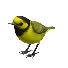 bird v1 hooded warbler male animals printable lowpoly 3d print model - Mito3D