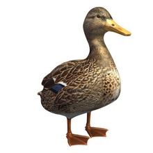 Vogel v1 die stockente Ente weiblich Tiere bedruckbar ist lowpoly 3d print model - Mito3D