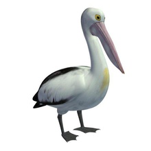 Vogel v1 australian Pelikan Tiere bedruckbar ist lowpoly 3d print model - Mito3D